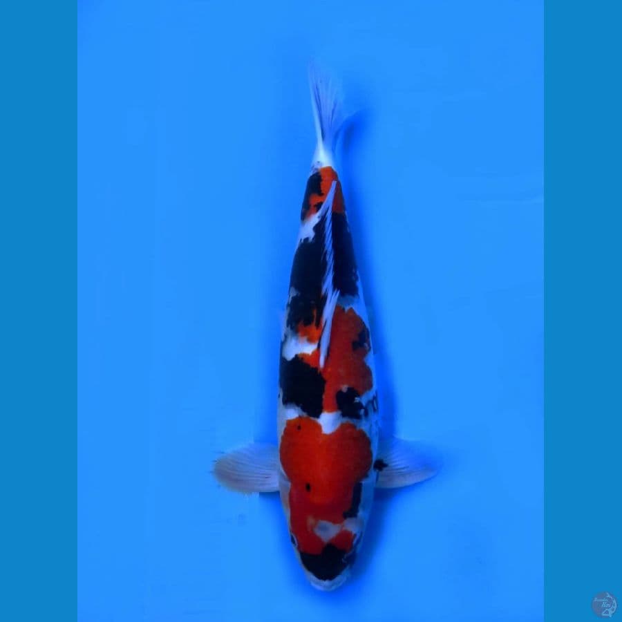 Showa F1 46 cm