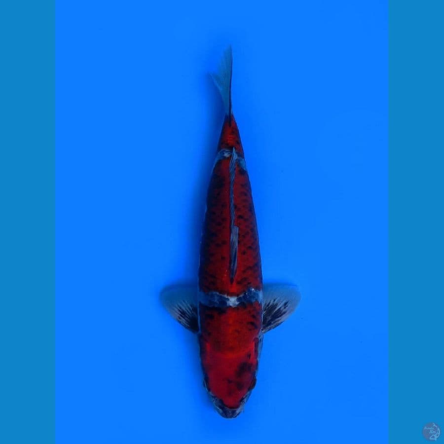 kura gosiki male 39 cm