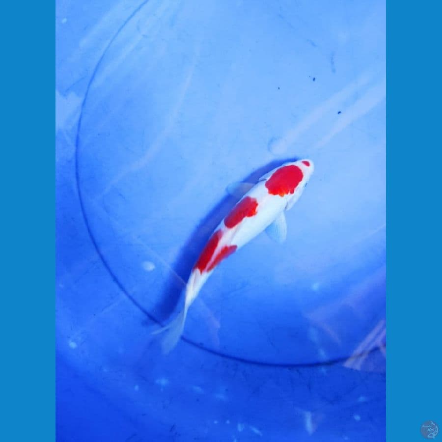 Kohaku 21 cm