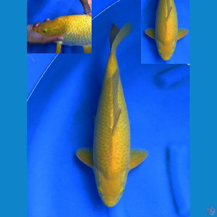 F1 Karasi punuk 43cm male