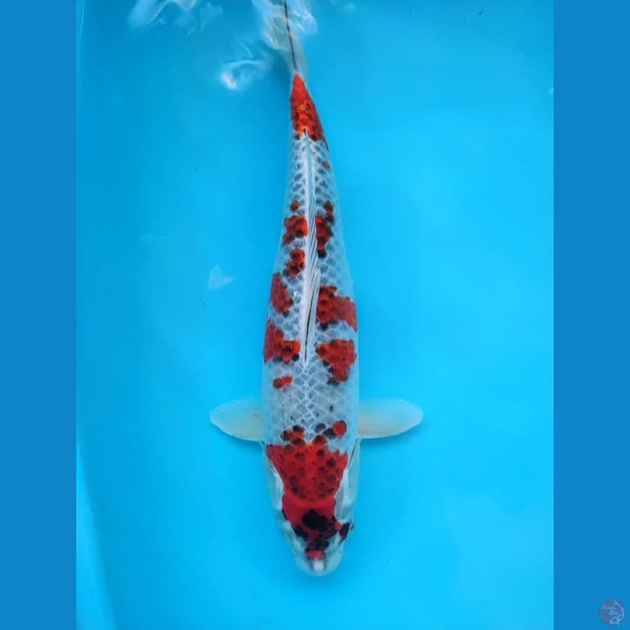 goshiki gosiki strong 43 cm