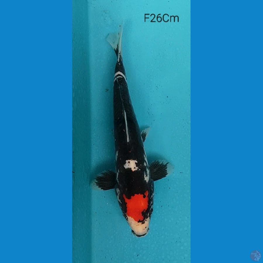 Beni Kumon F27Cm