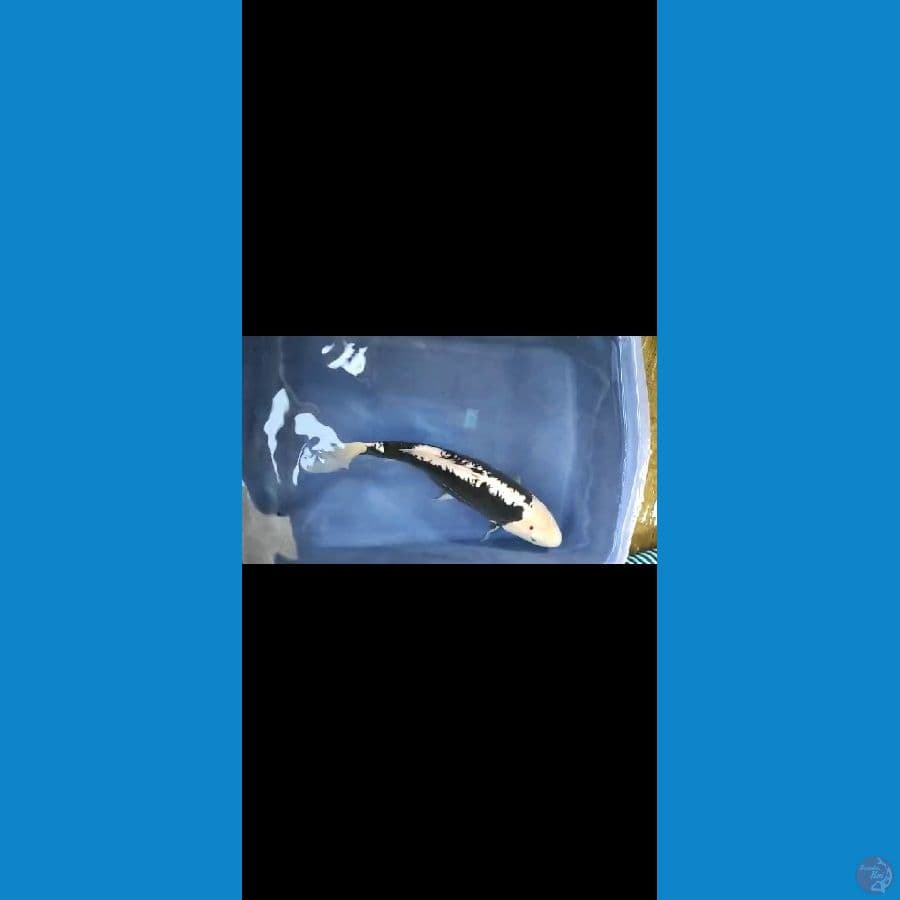 kumon riu
