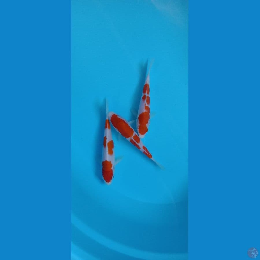 kohaku