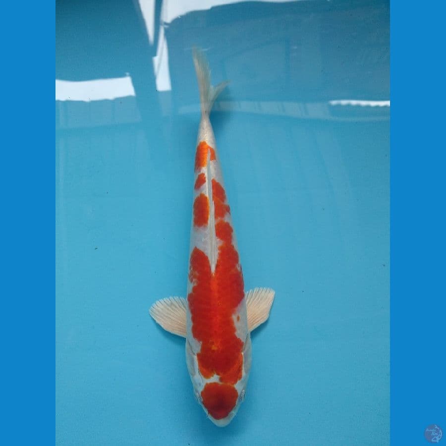 Hariwake Maruten 27 M