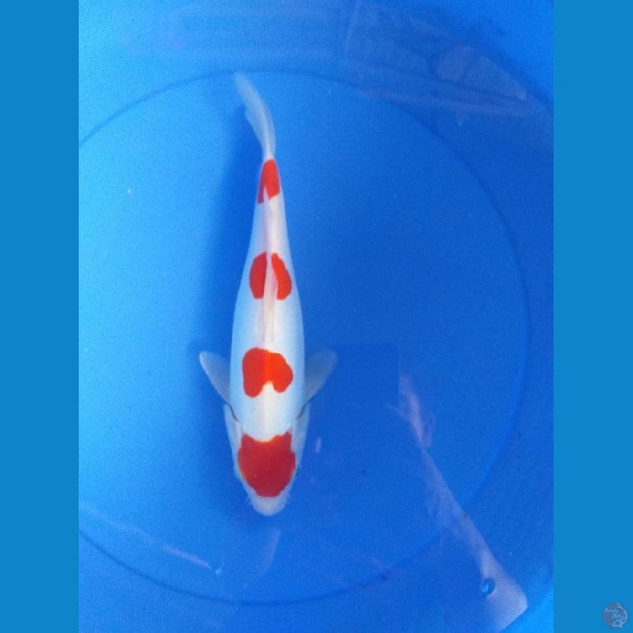 kohaku doit murni