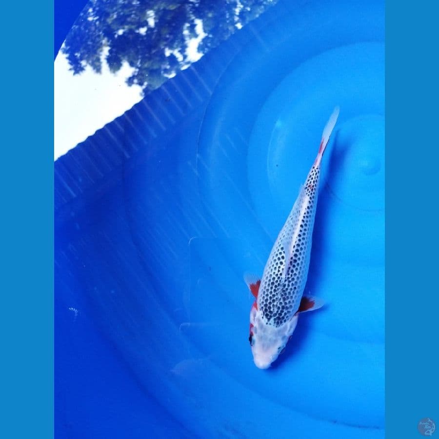 asagi 26cm