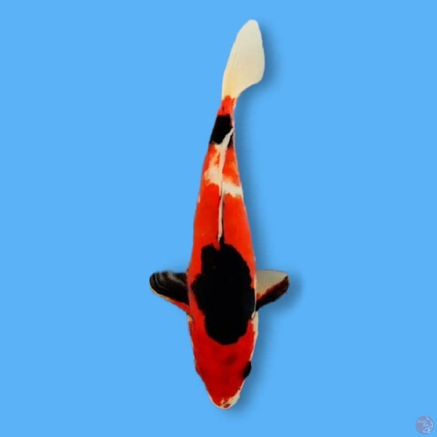 Showa Doitsu Murni 28CM FM