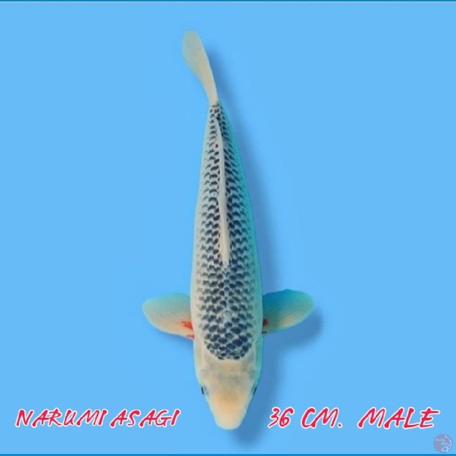Narumi Asagi SQ 36CM Male