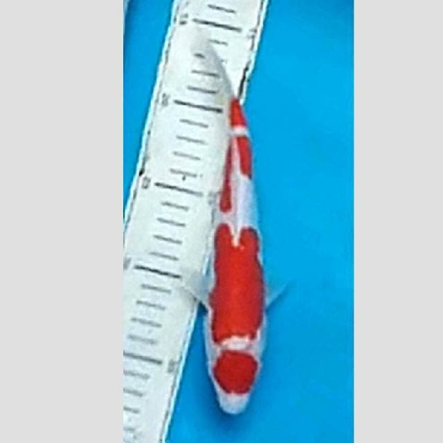 kohaku 4step maruten merah joss 30bu
