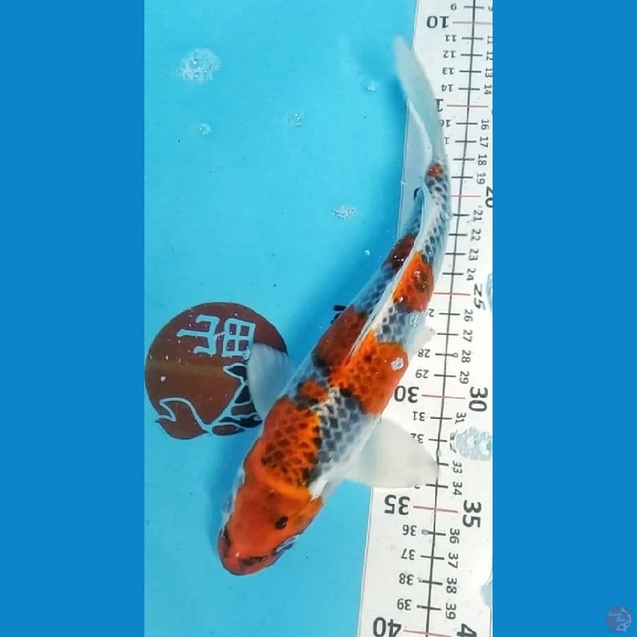 Goshiki 27cm