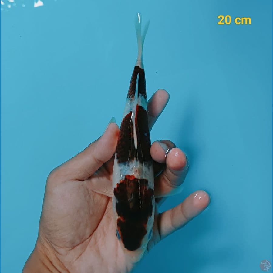 sandan goromo 20 cm