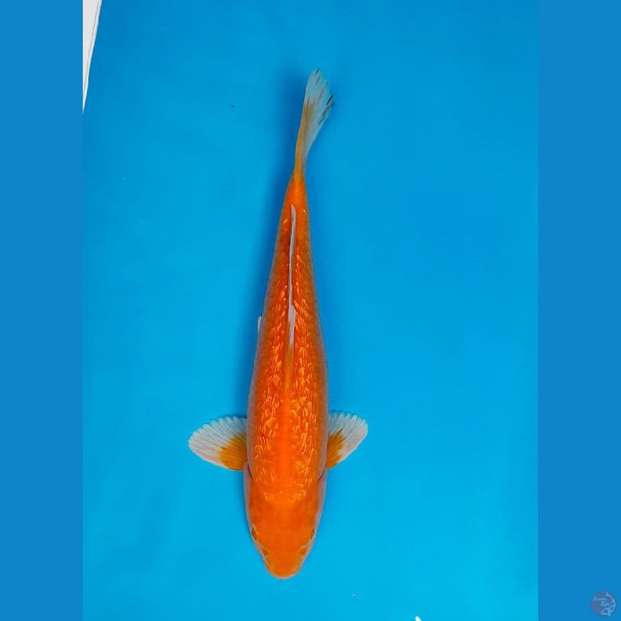 AKA HAJIRO GINRIN 32CM