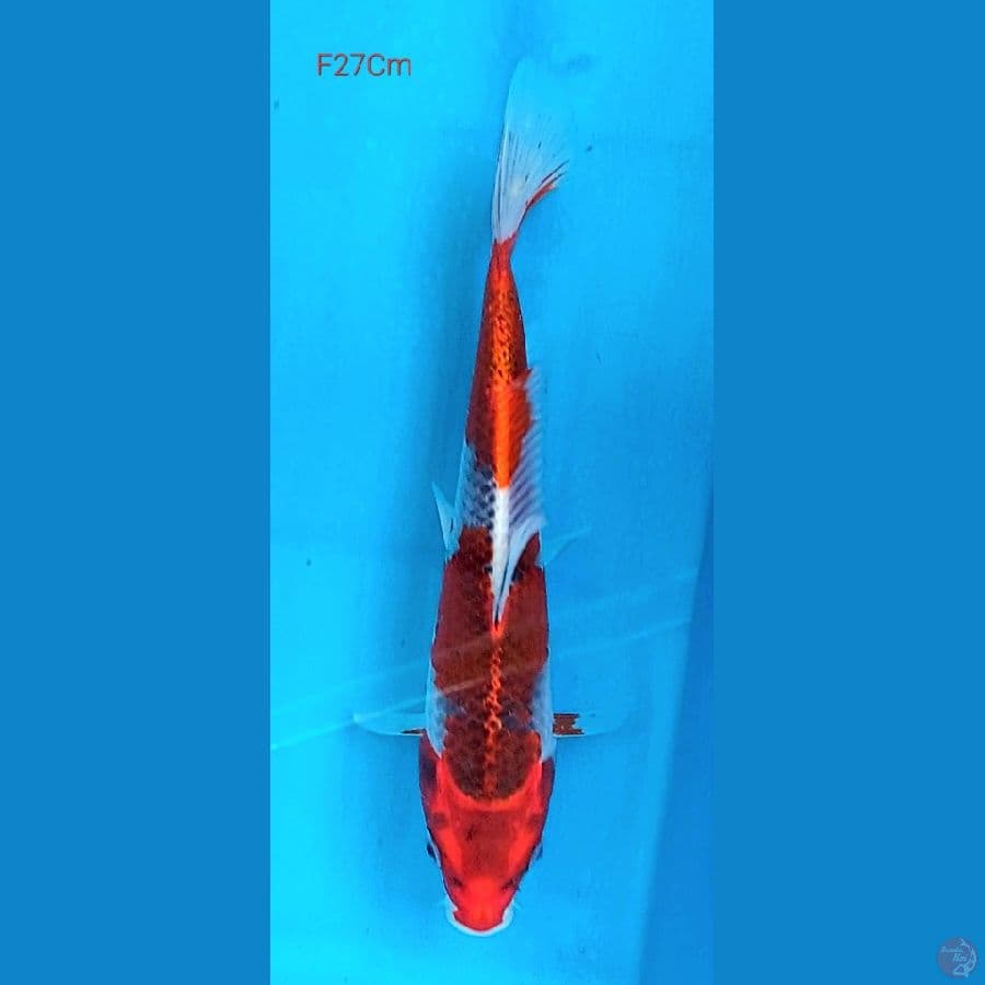 Goshiki F27Cm