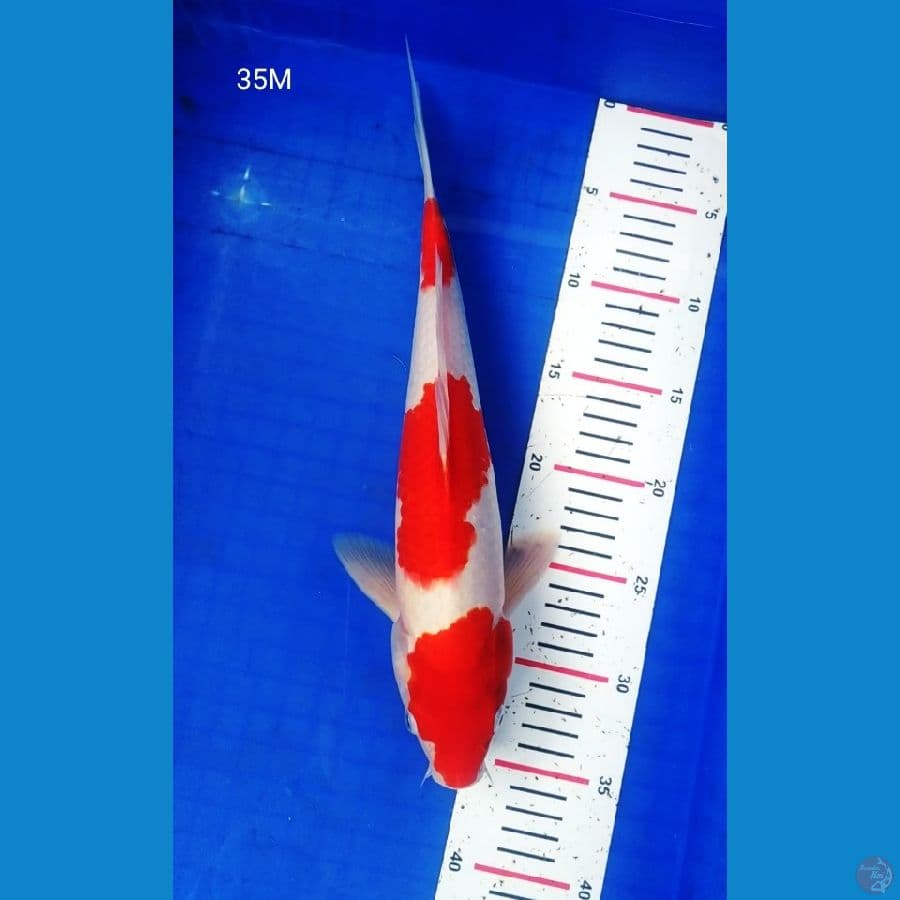 BPK~2.KOHAKU JANTAN RED STRONG 35CM