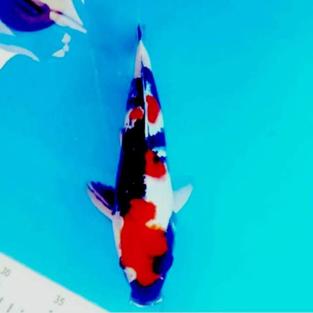 Showa 33cm merah membara