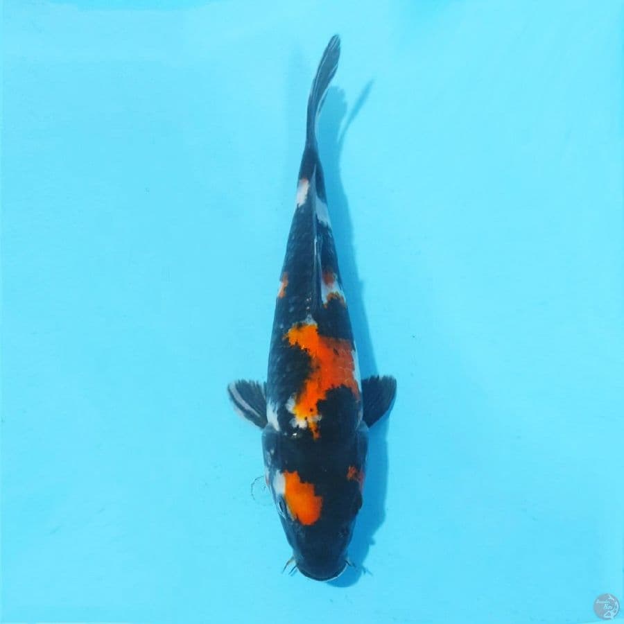 3. SHOWA 25 CM FEMALE