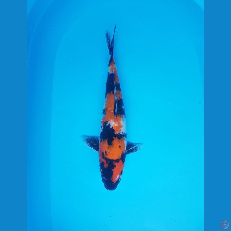 showa 36cm