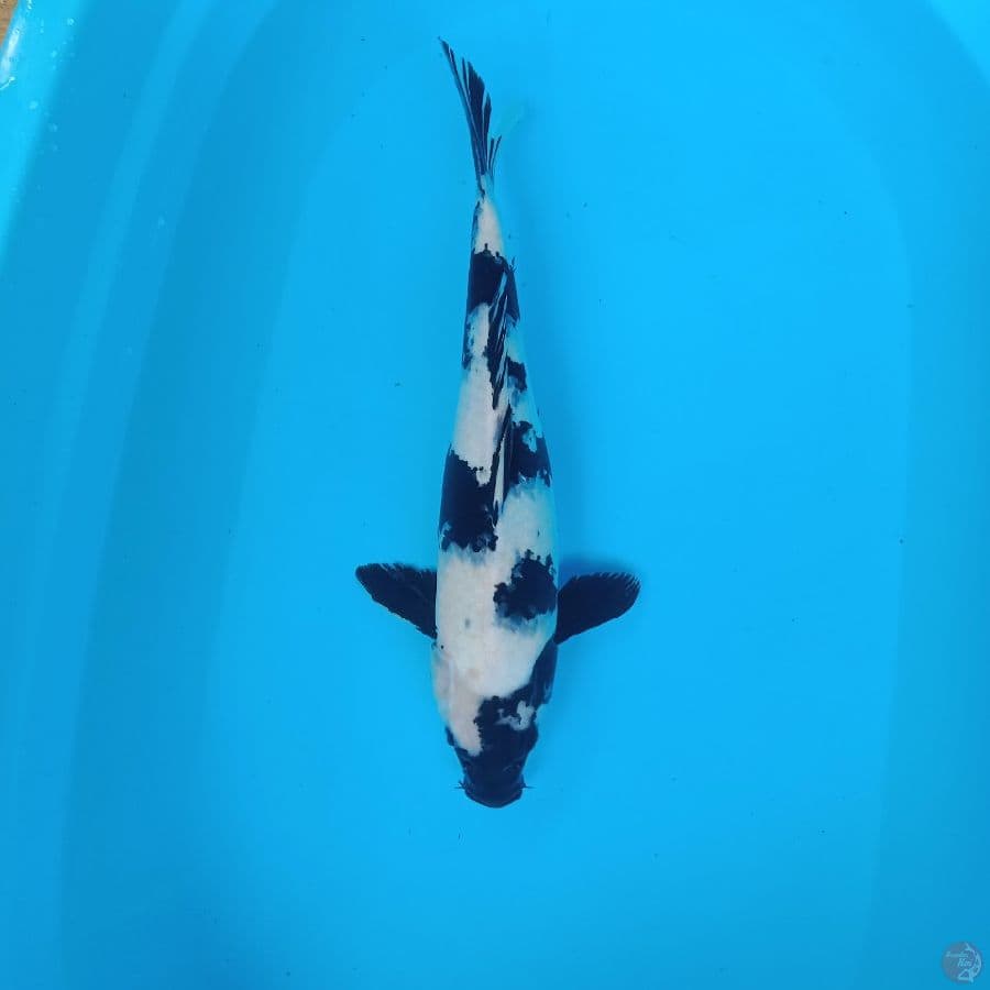 shiro 38 cm