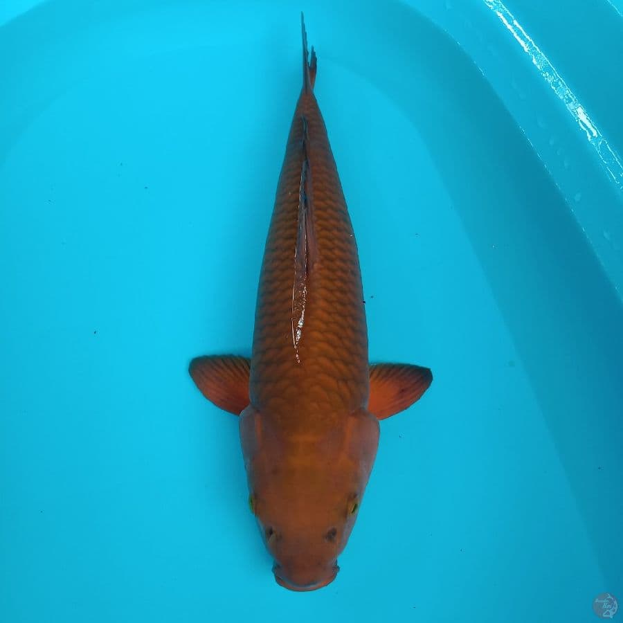 chagoi jumbo 44 cm