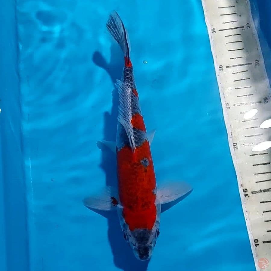 GOSHIKI 27 CM