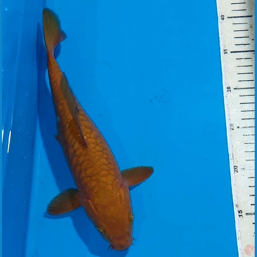 CHAGOI FULL SISIK NAGA 29 CM
