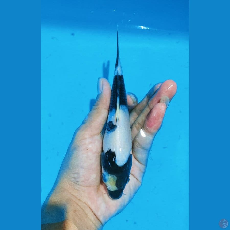 SHIRO SQ 14 cm
