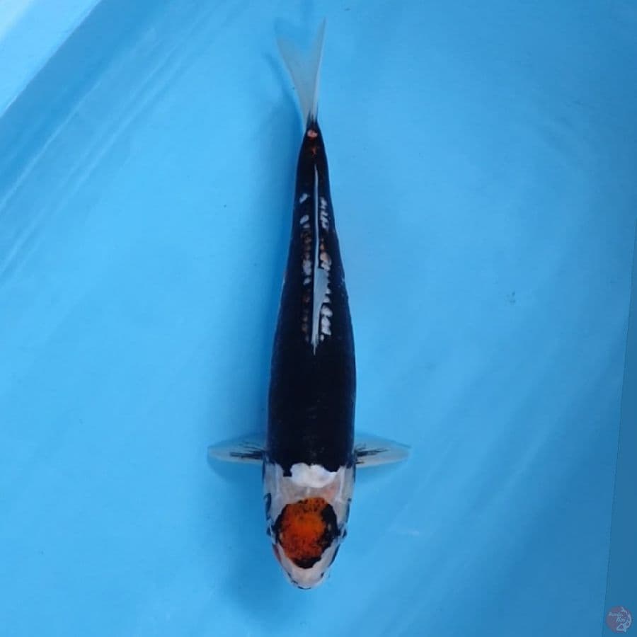 TANCO KUMON 31CM