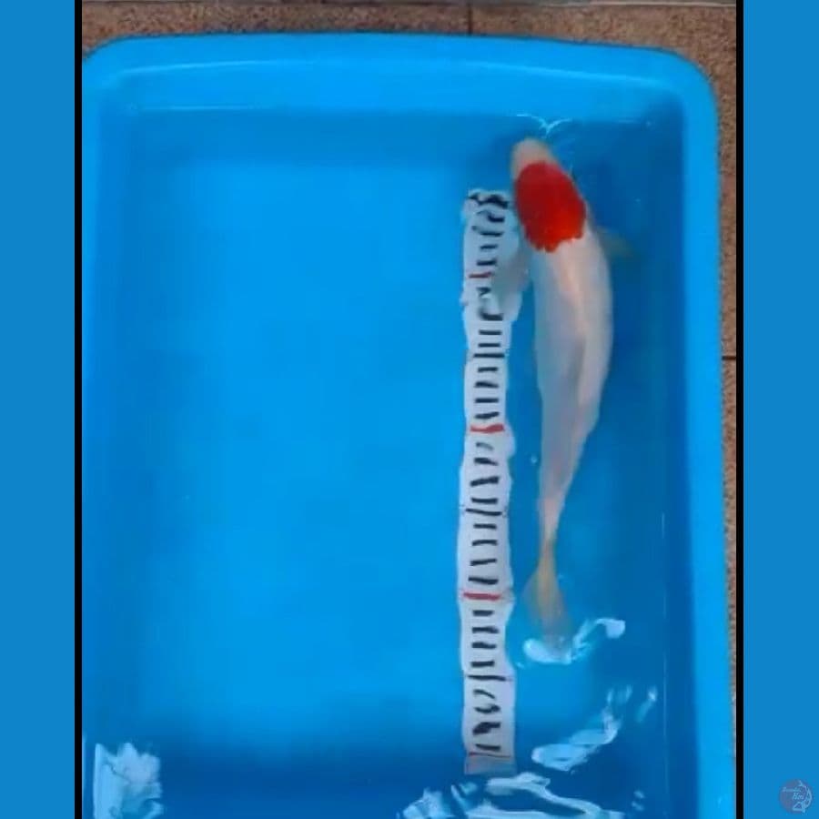 TANCHO KOHAKU ORI 32cm