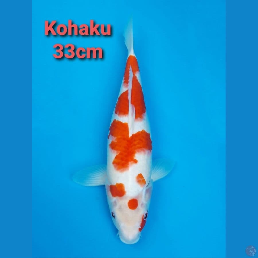 KOHAKU 33CM