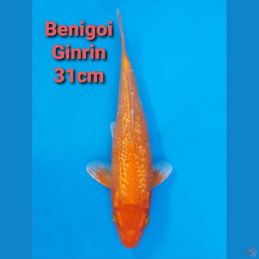 BENIGOI GINRIN 31CM