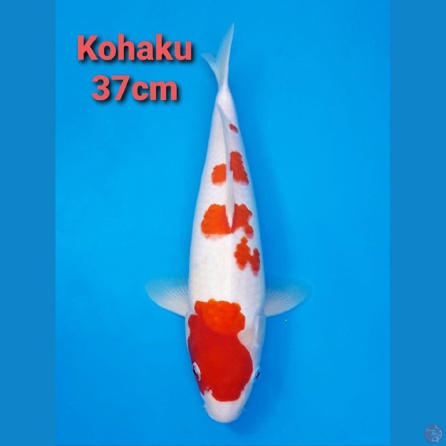 KOHAKU 37CM