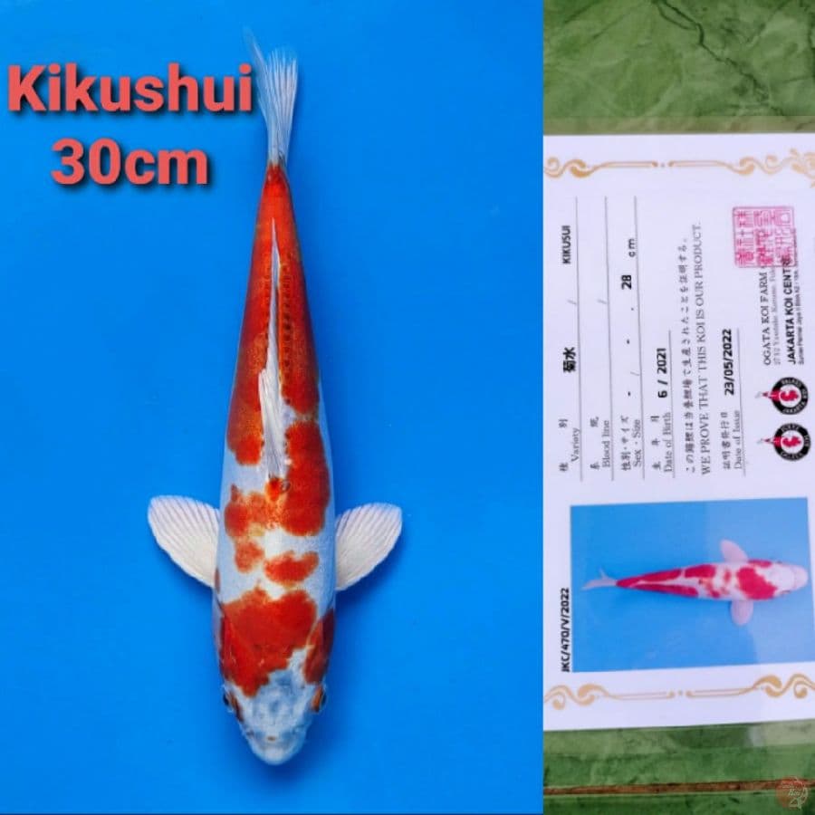 OGATA KIKUSHUI 30CM