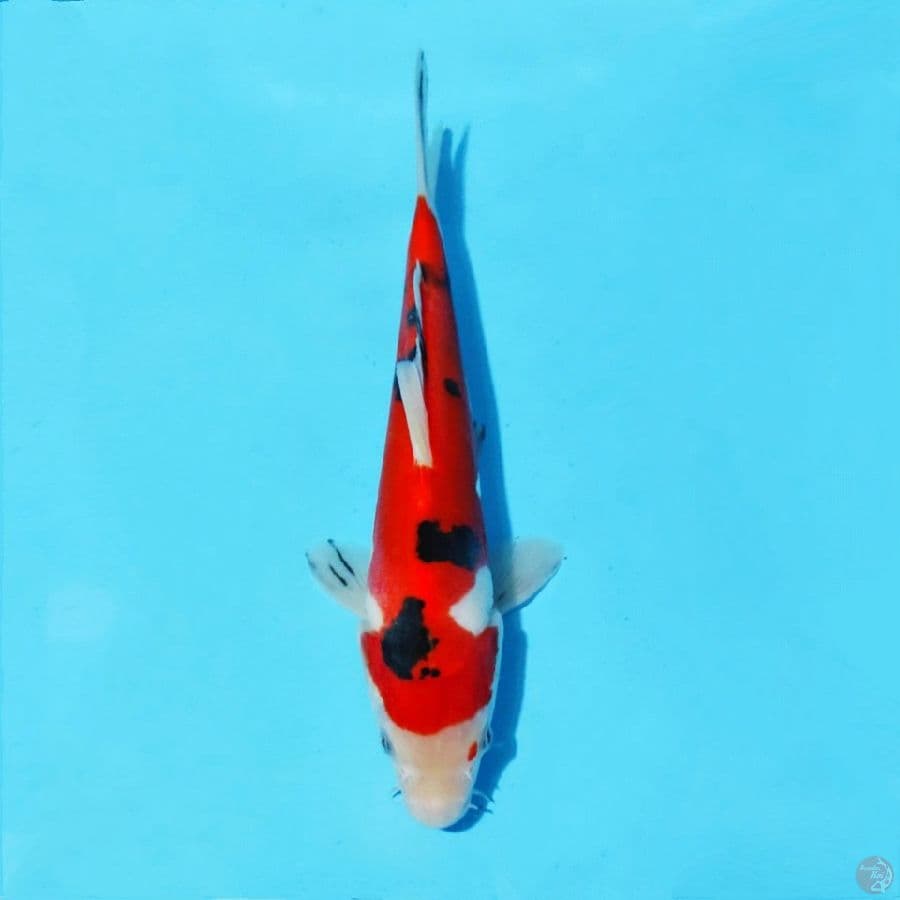 5. DOITSU SANKE 22 CM MALE