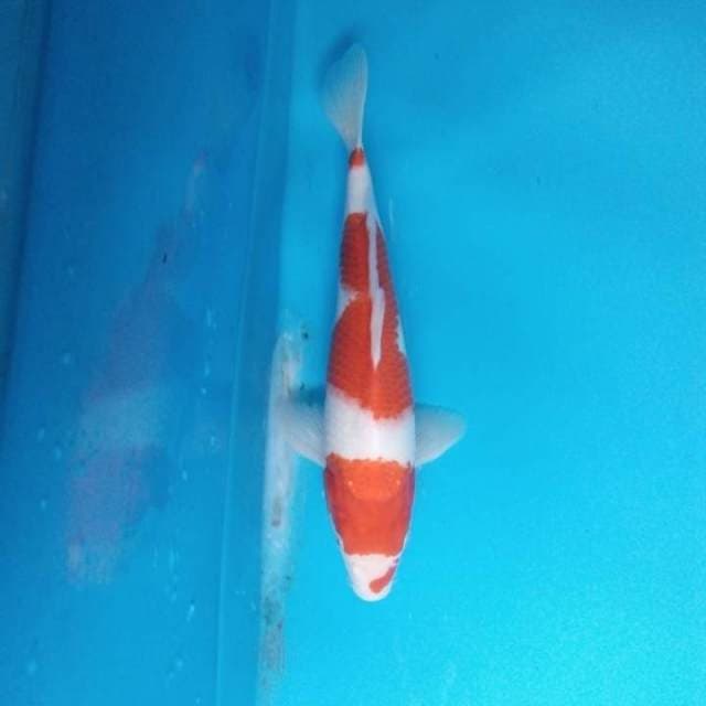 Kohaku
