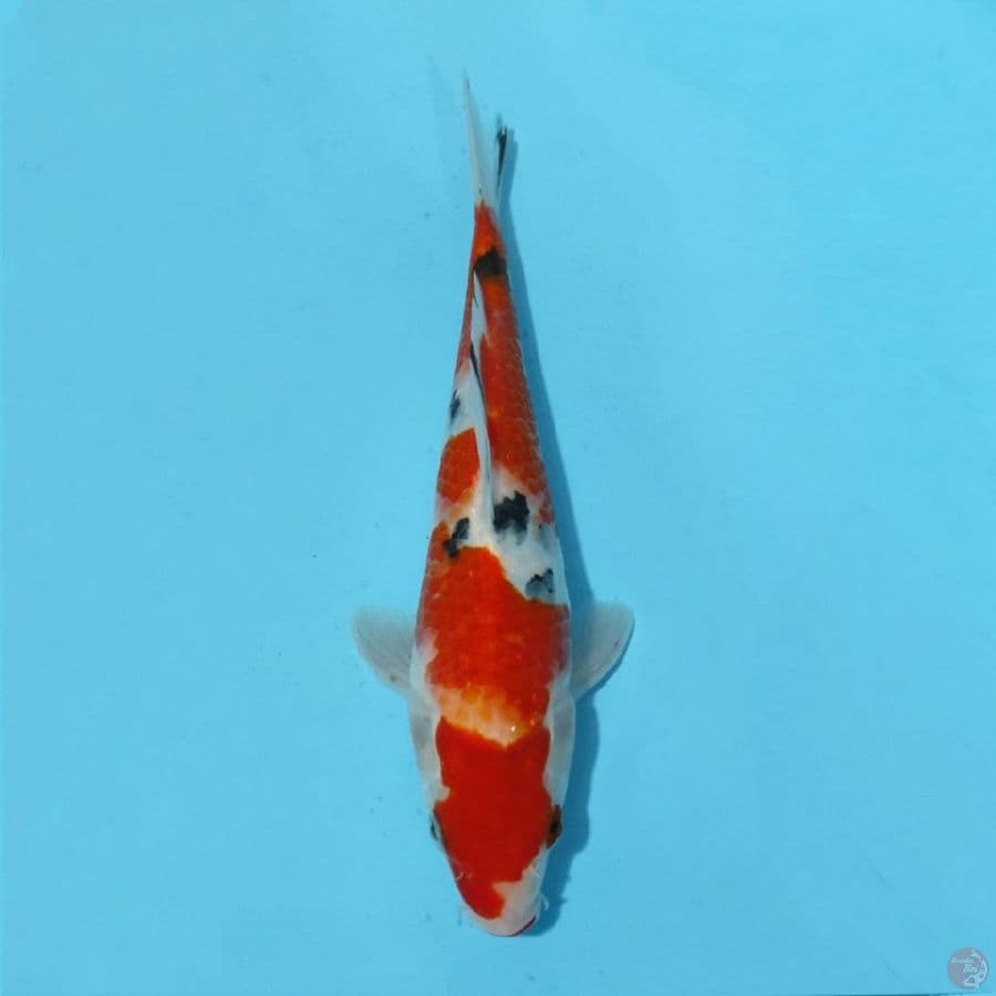 7. SANKE 19 CM FEMALE