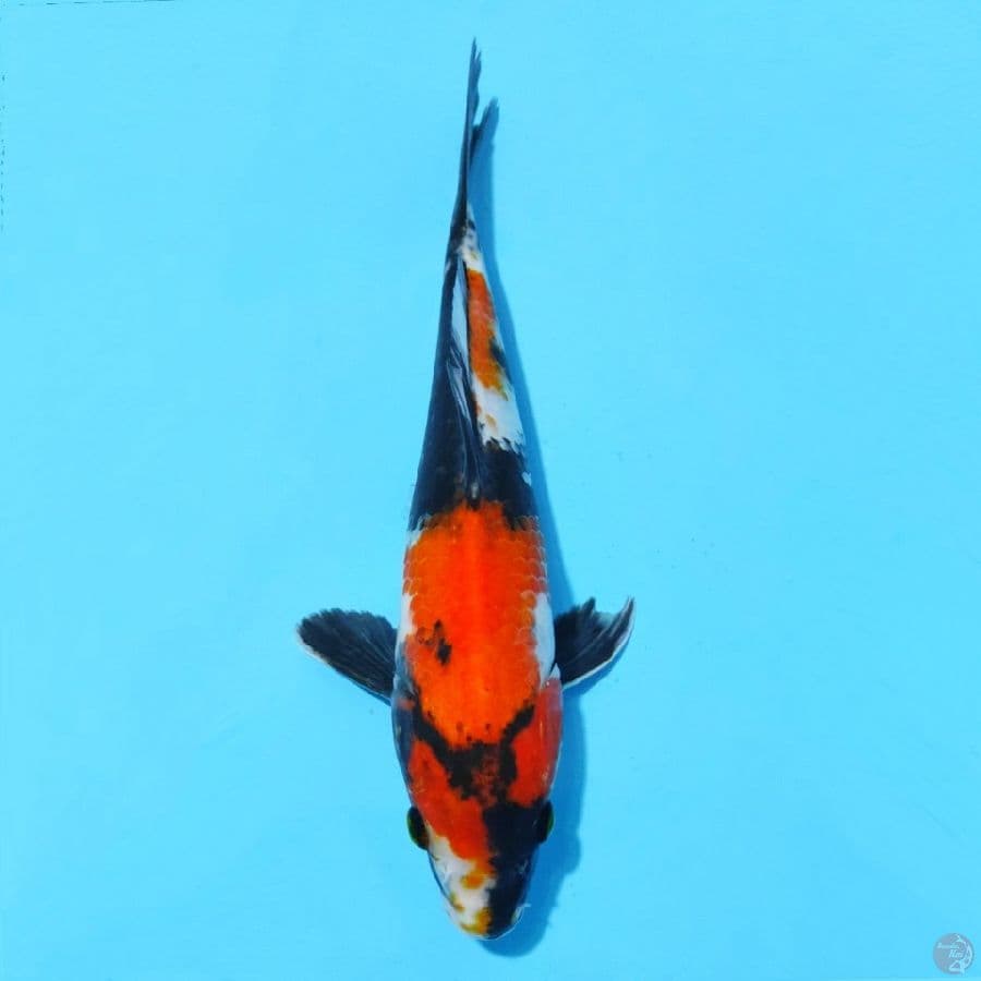 13. SHOWA 30 CM FEMALE
