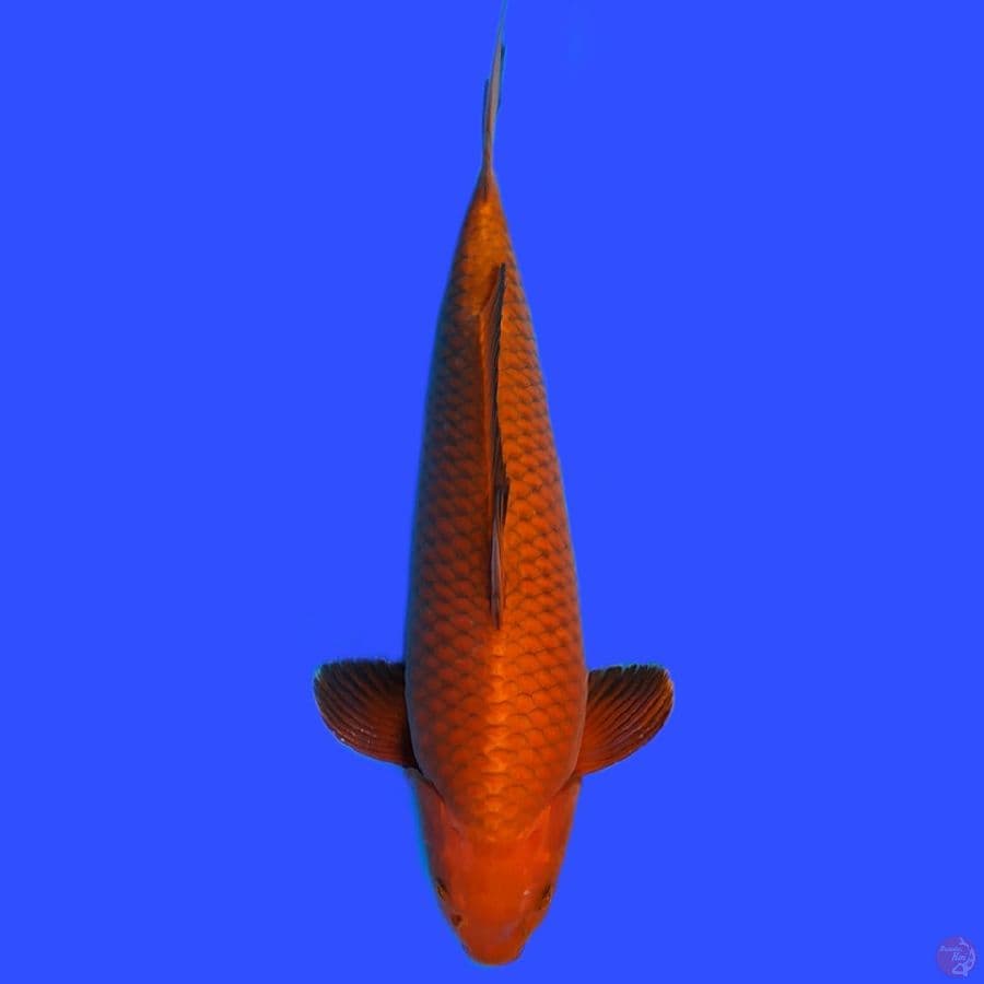 Caghoi Tembaga Male 51cm bulky