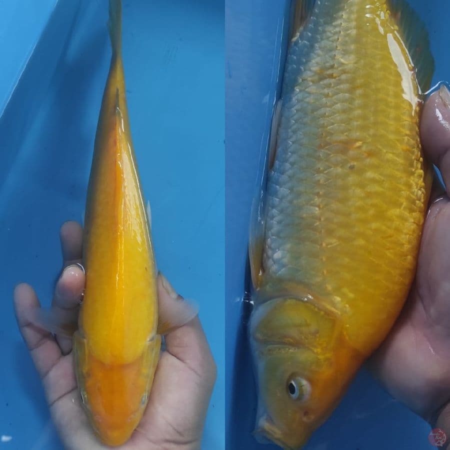 9.KARASHI // 28CM
