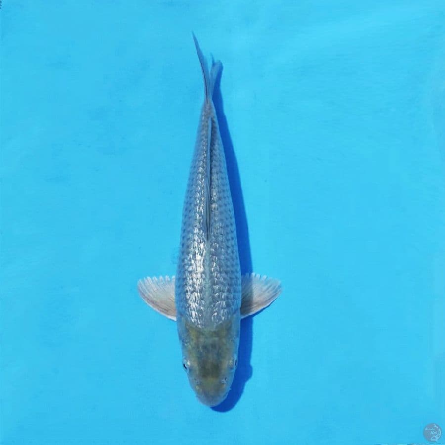 1. SORAGOI GINRIN 30 CM MALE