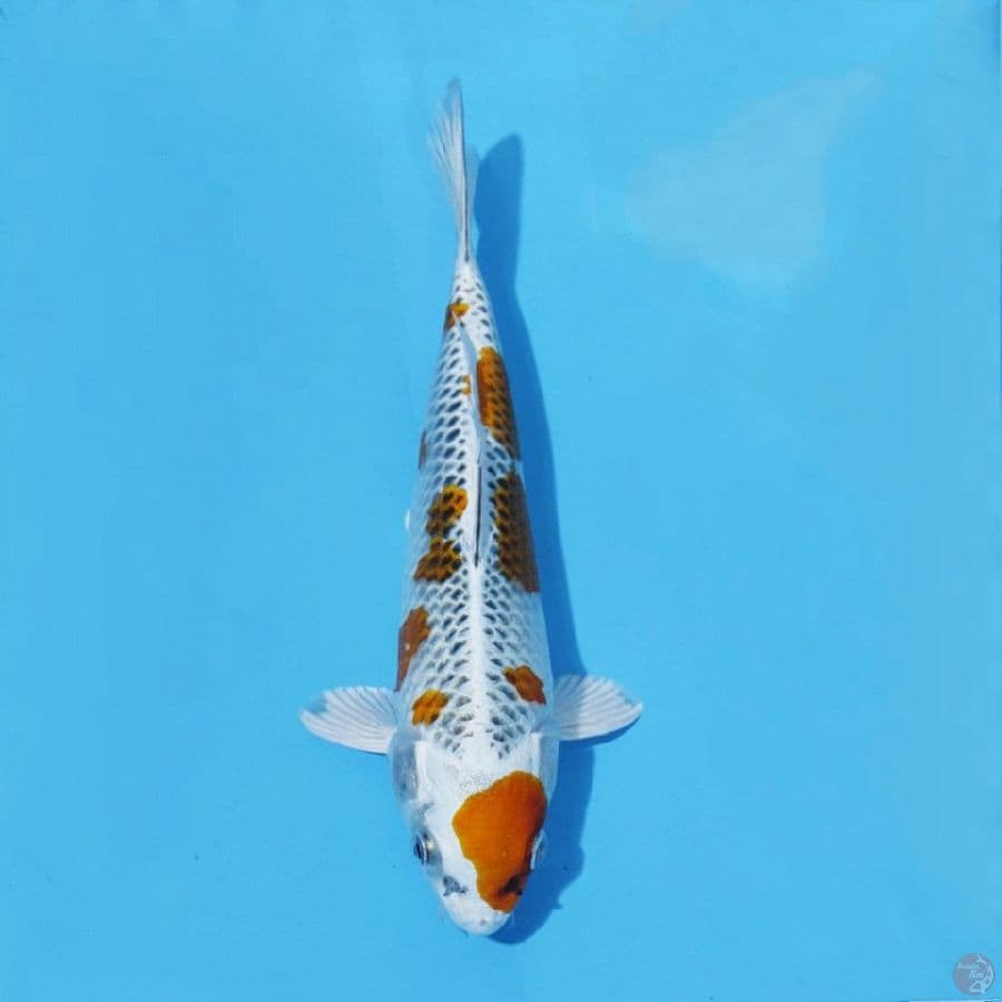 3. KUJAKU 24 CM FEMALE