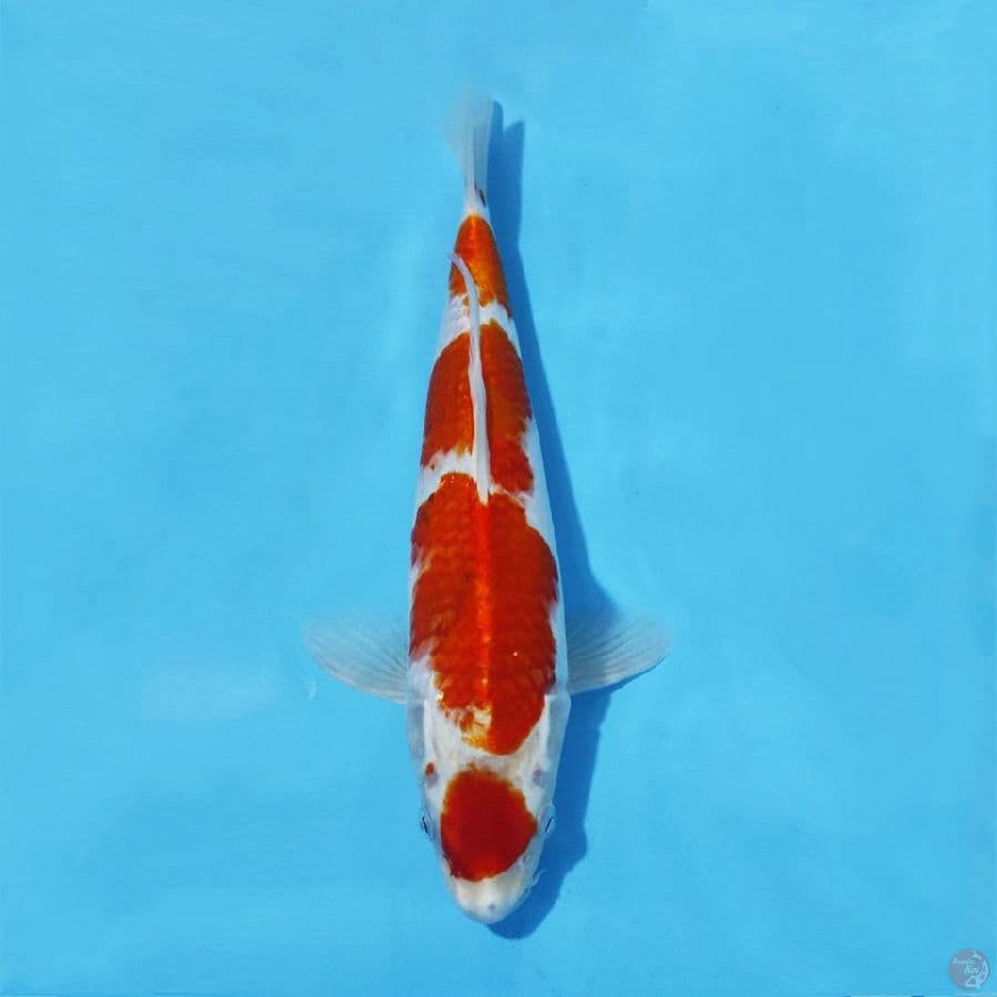 5. MARUTEN KOHAKU HIKARI 30 CM FEMALE