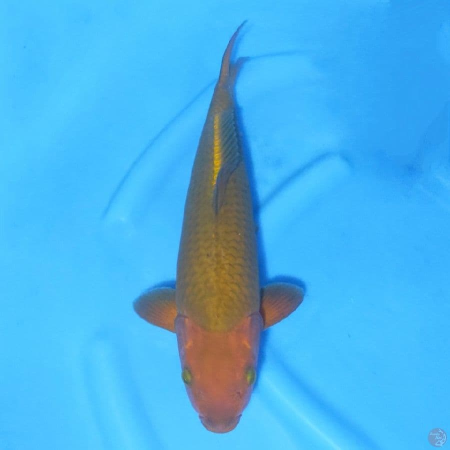 6. CHAGOI BULKY 43 CM FEMALE