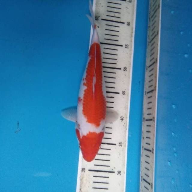 Kohaku