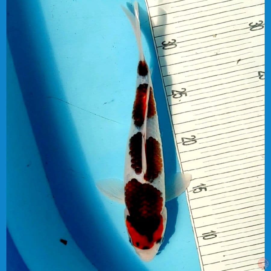 GOROMO 28cm/Male