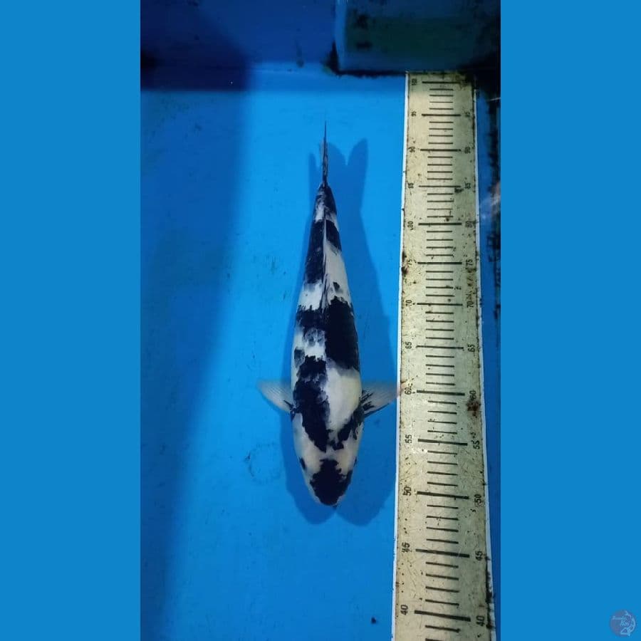 Shiro 44cm