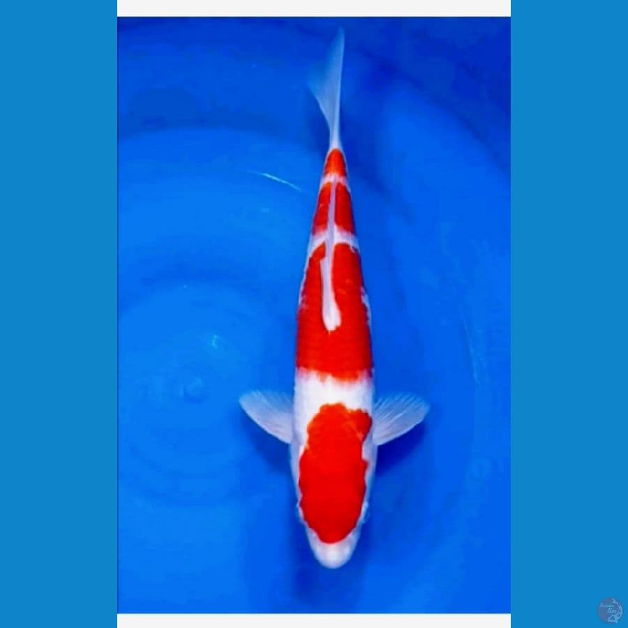 29 cm male
