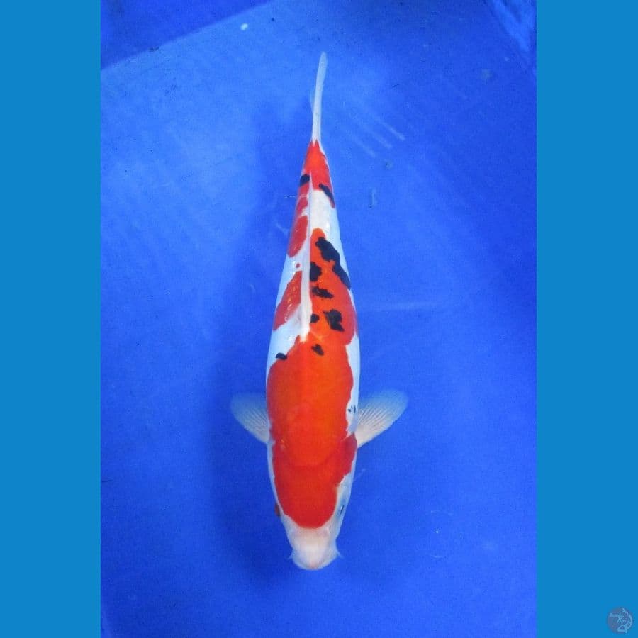 doitsu sanke ±33cm