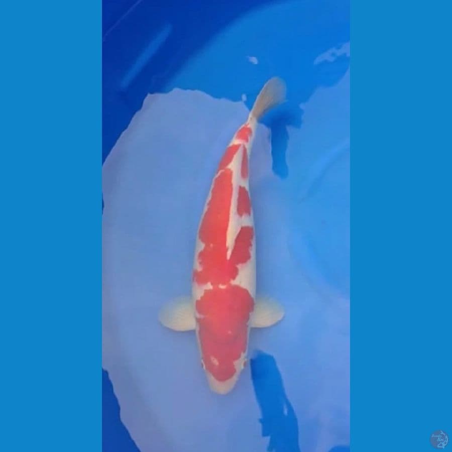 Super Bulky Kohaku // Male 50cm