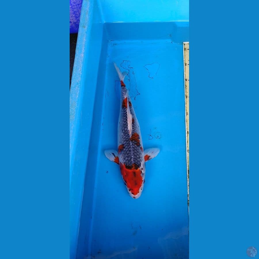 ghosiki.... 37cm